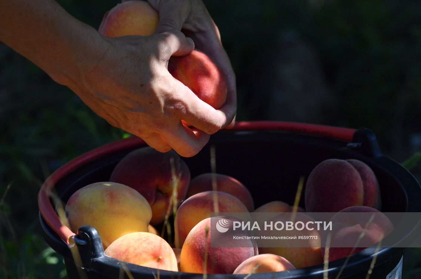 Сбор персиков в Крыму