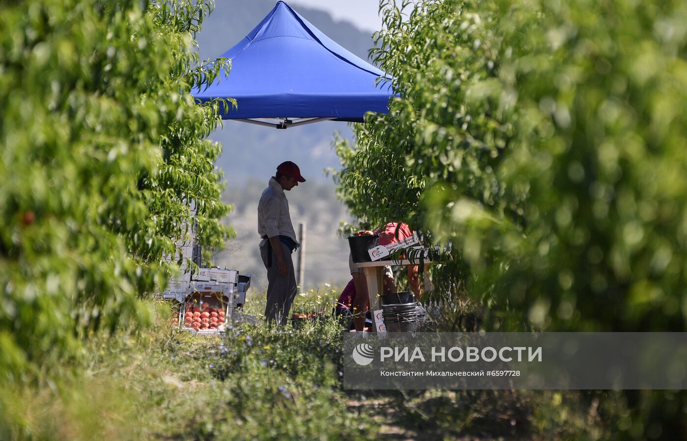 Сбор персиков в Крыму