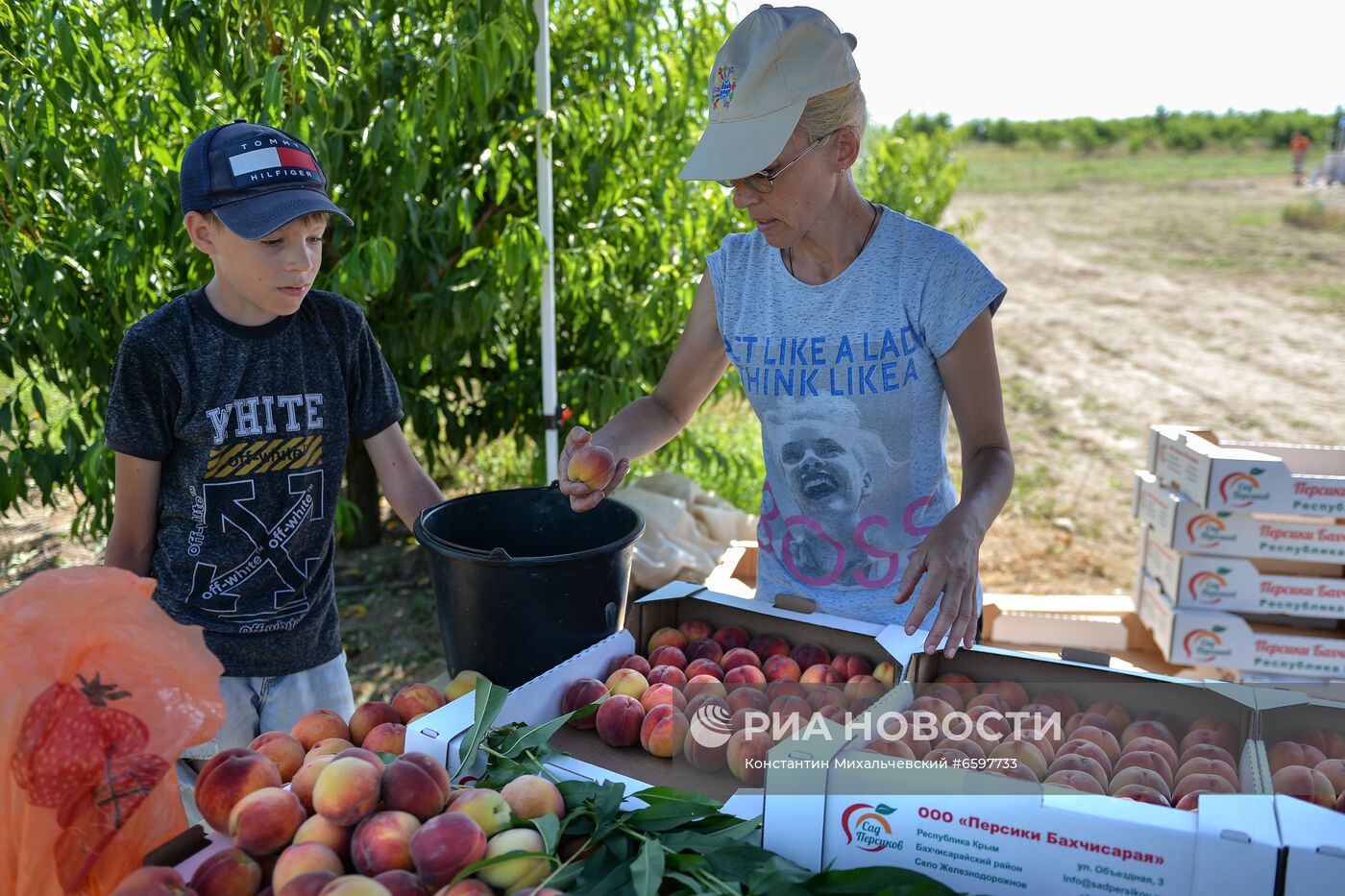 Сбор персиков в Крыму