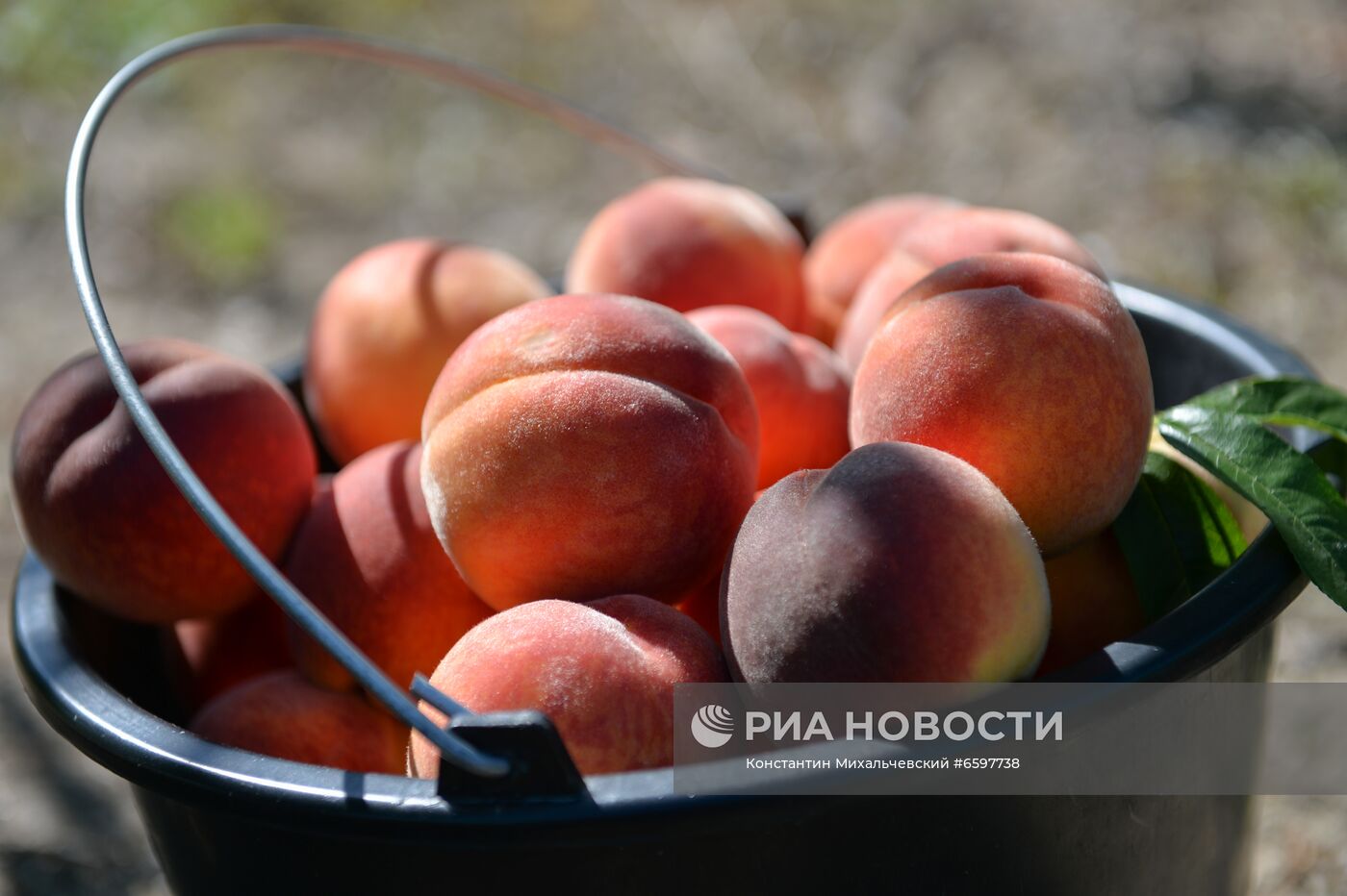 Сбор персиков в Крыму