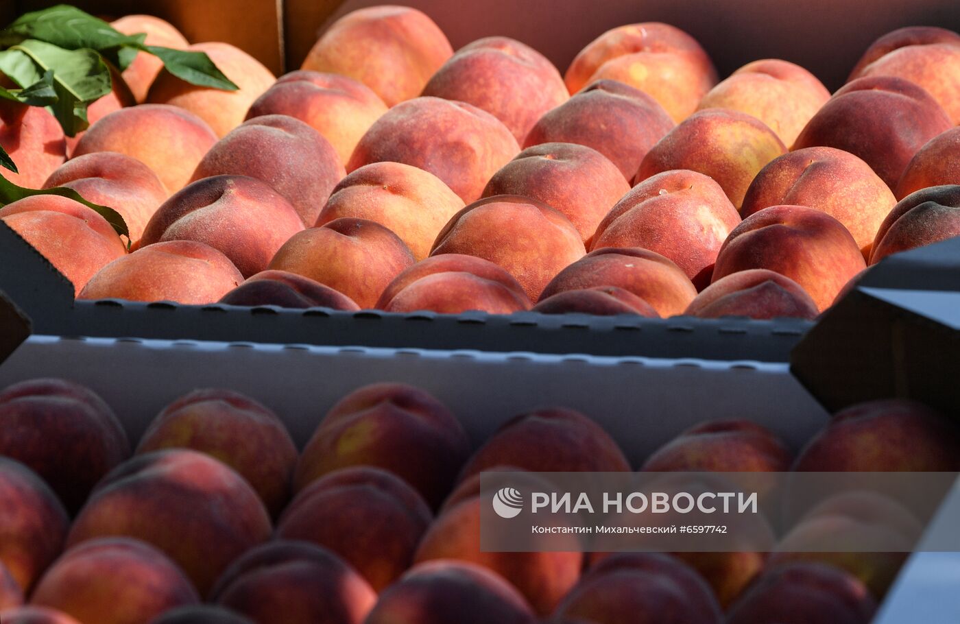Сбор персиков в Крыму