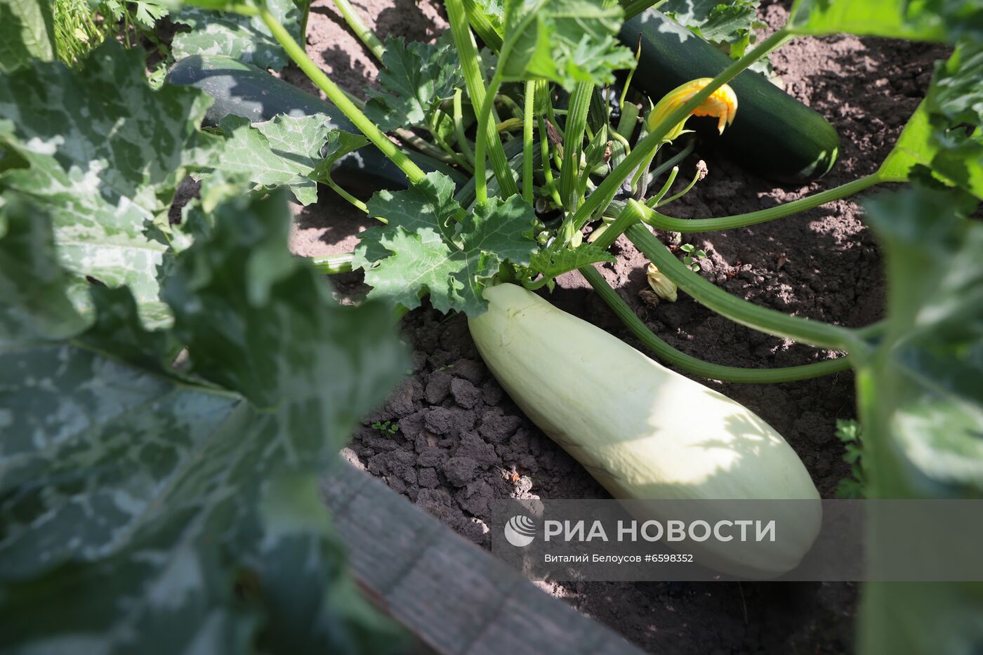 Отдых на дачных участках