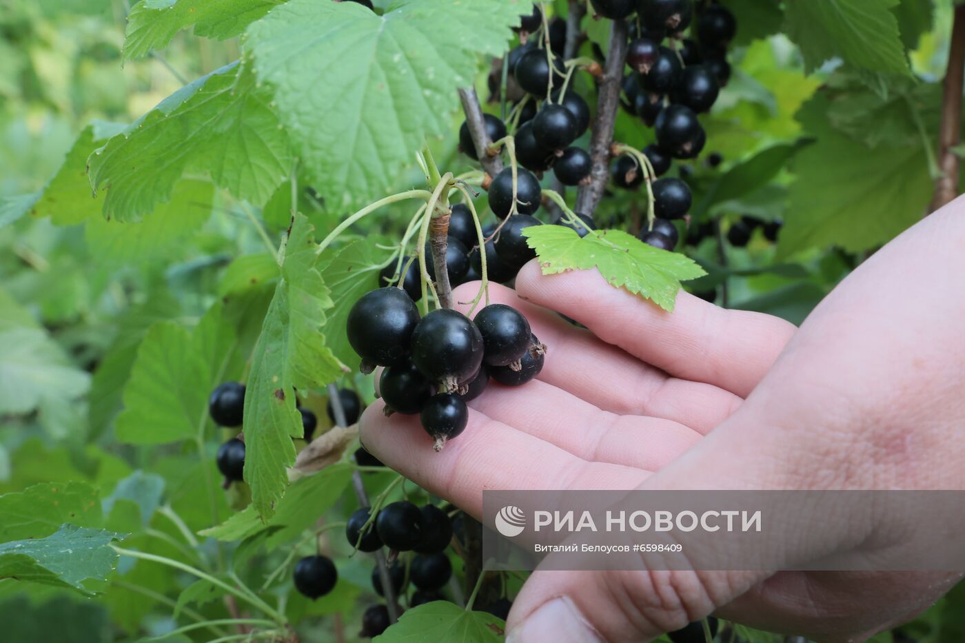 Отдых на дачных участках