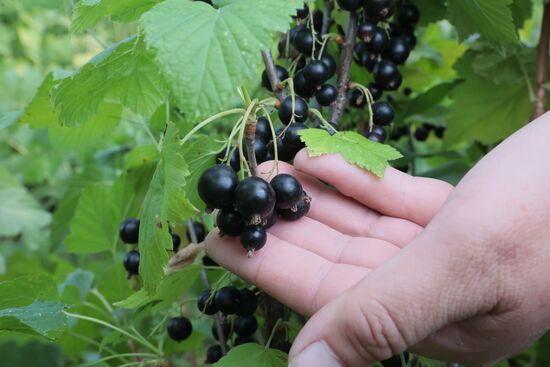 Отдых на дачных участках