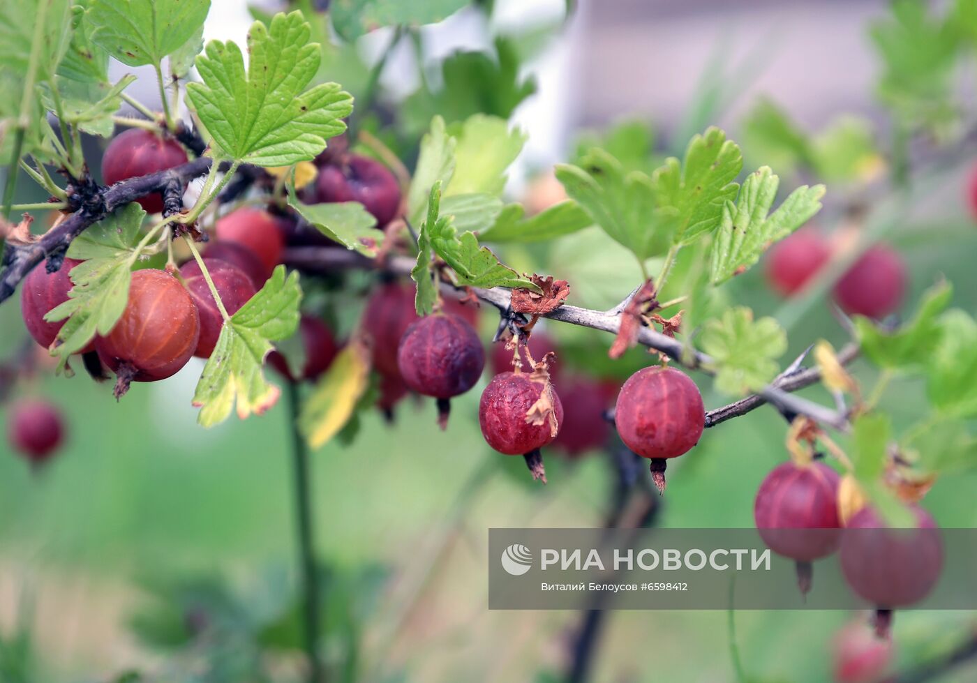 Отдых на дачных участках