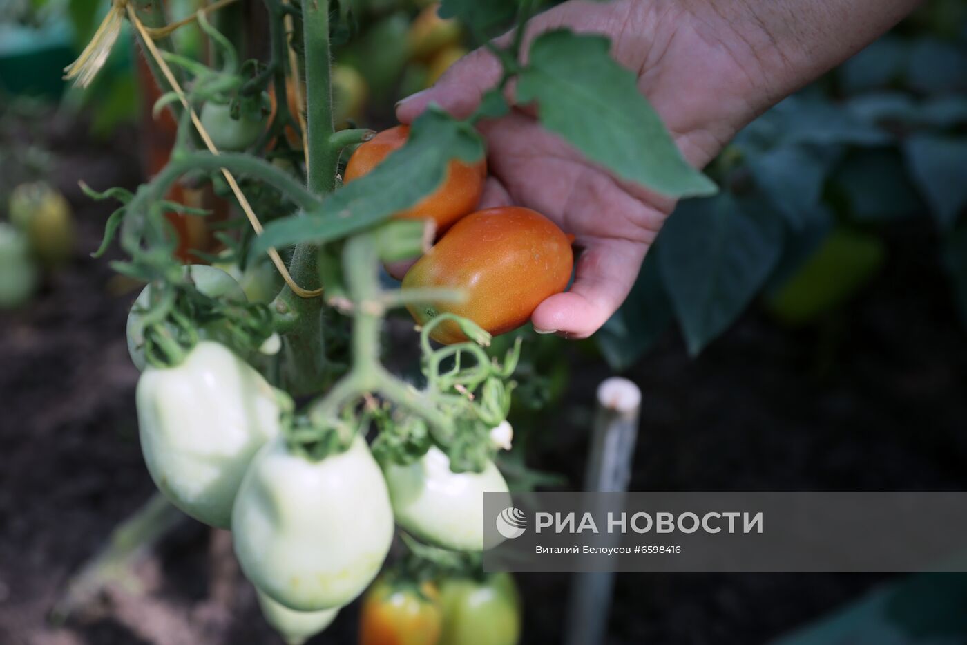 Отдых на дачных участках