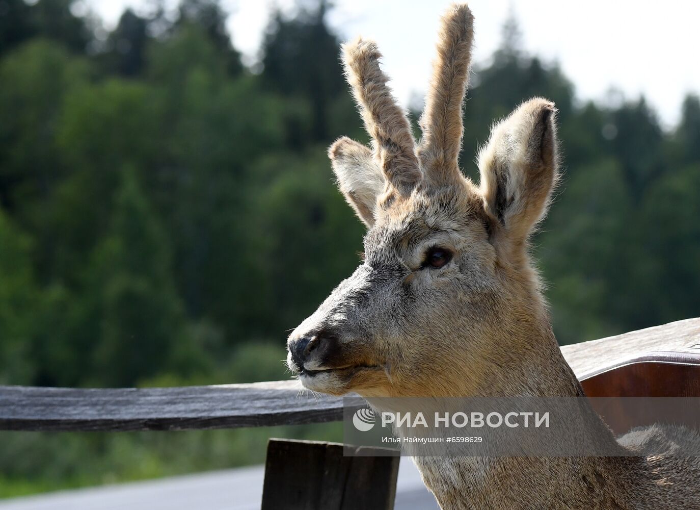 Придорожная торговля в Сибири