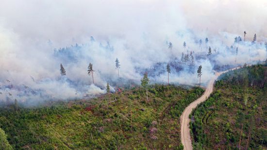 Природные пожары в Карелии