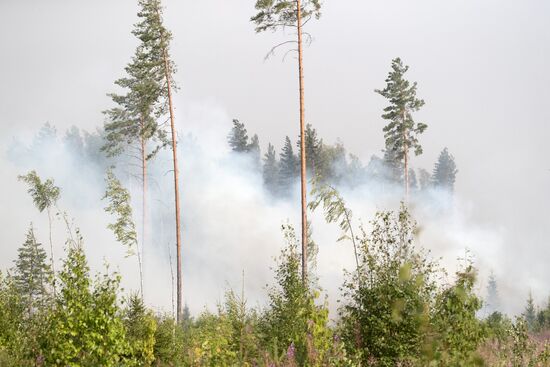 Природные пожары в Карелии