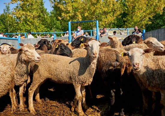 Празднование Курбан-байрам в регионах России