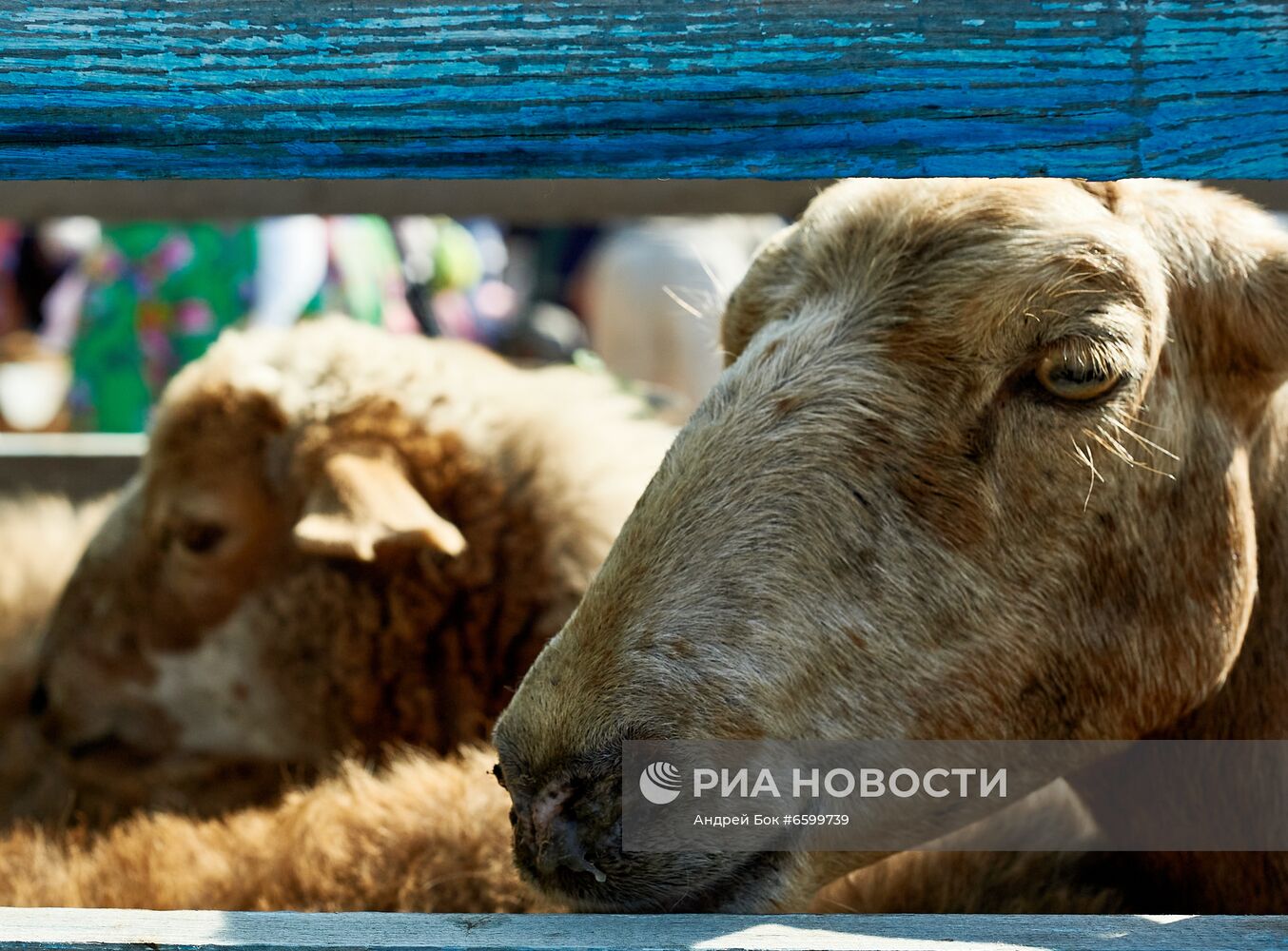 Празднование Курбан-байрам в регионах России