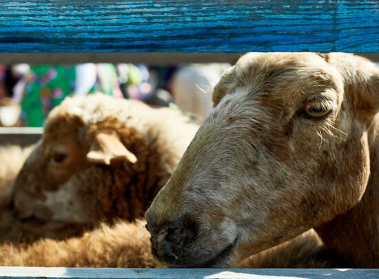Празднование Курбан-байрам в регионах России