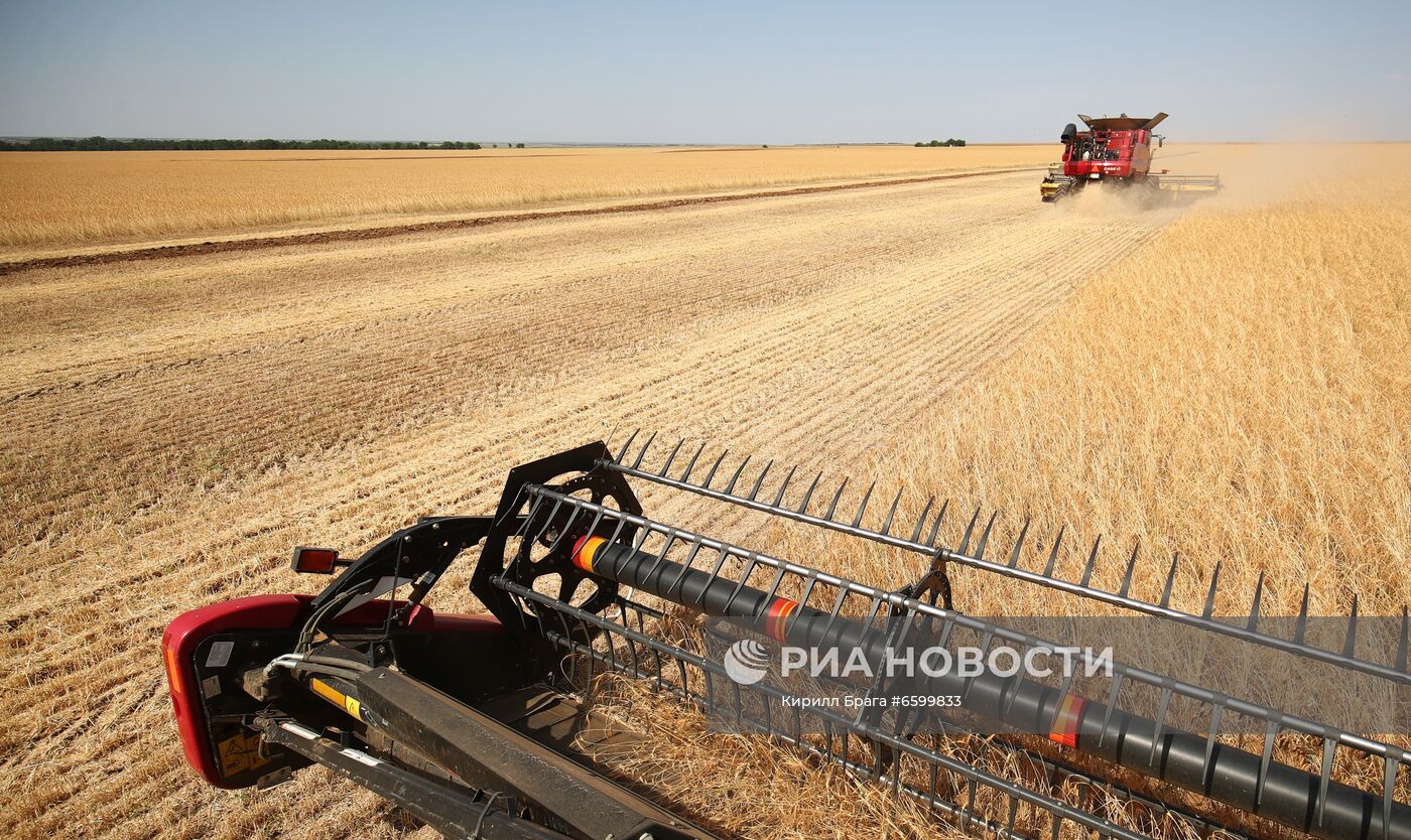 Уборка урожая пшеницы в Волгоградской области