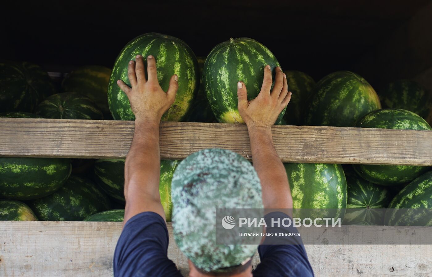 Сбор урожая арбузов