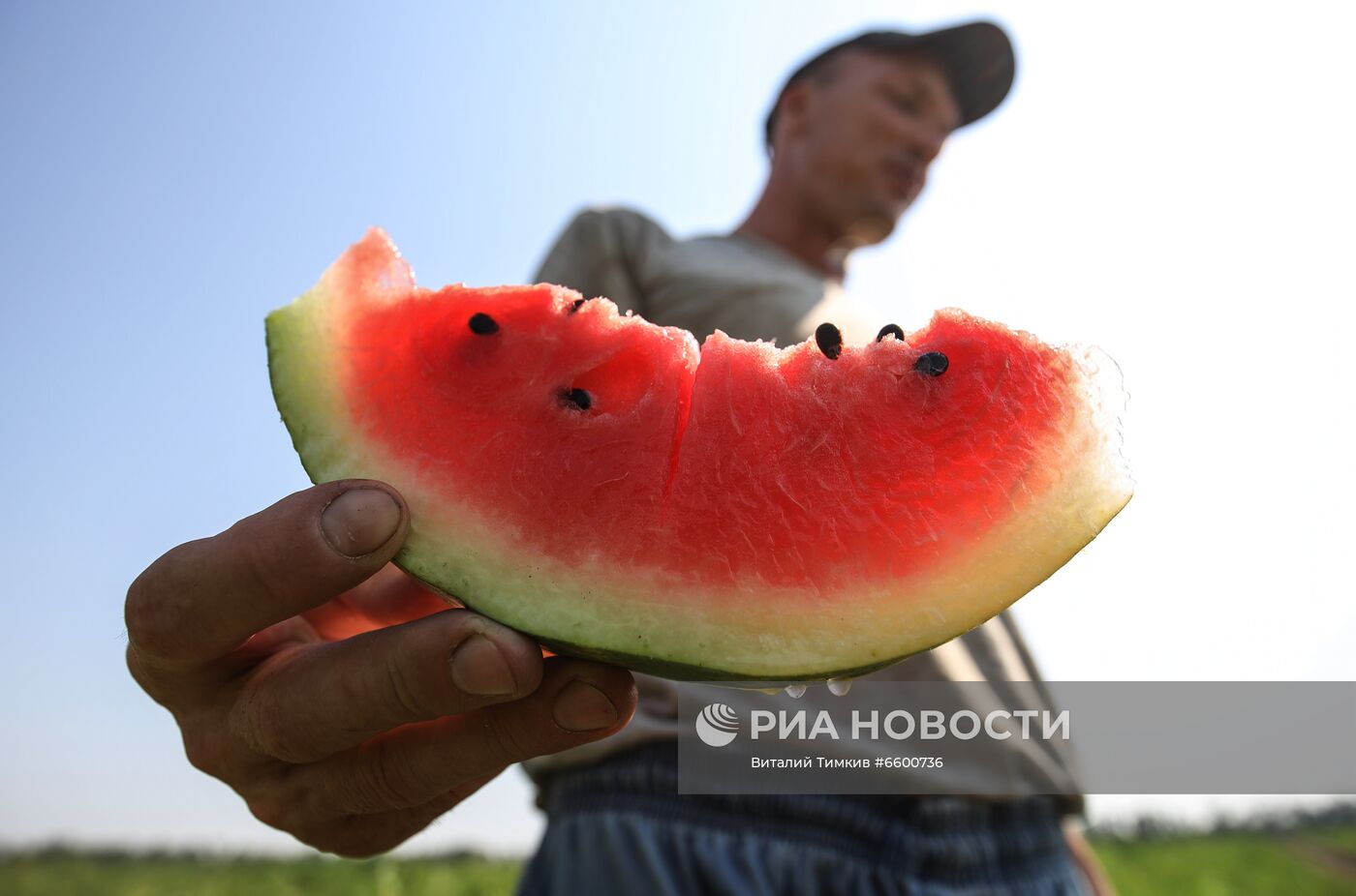 Сбор урожая арбузов