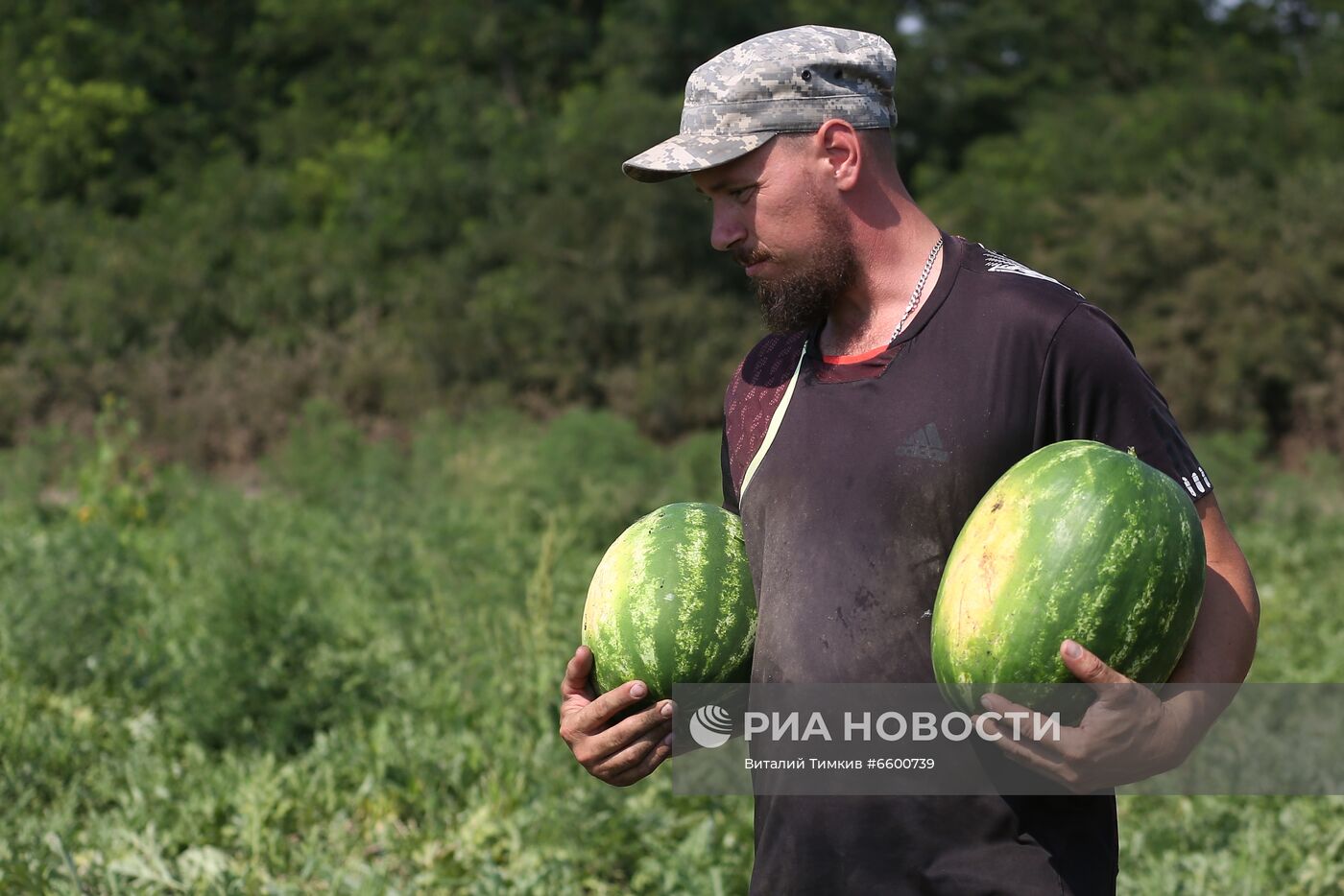 Сбор урожая арбузов