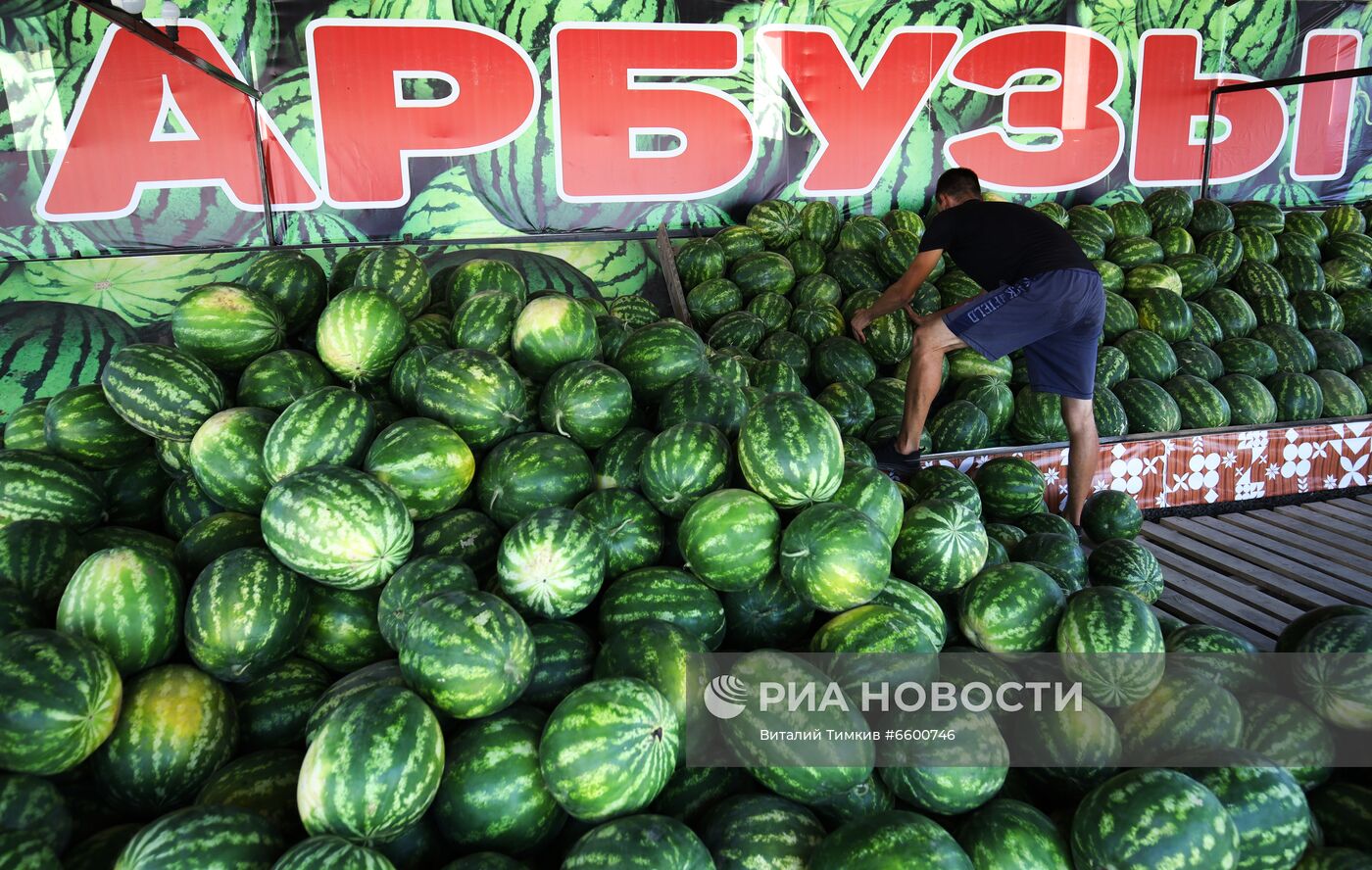 Сбор урожая арбузов