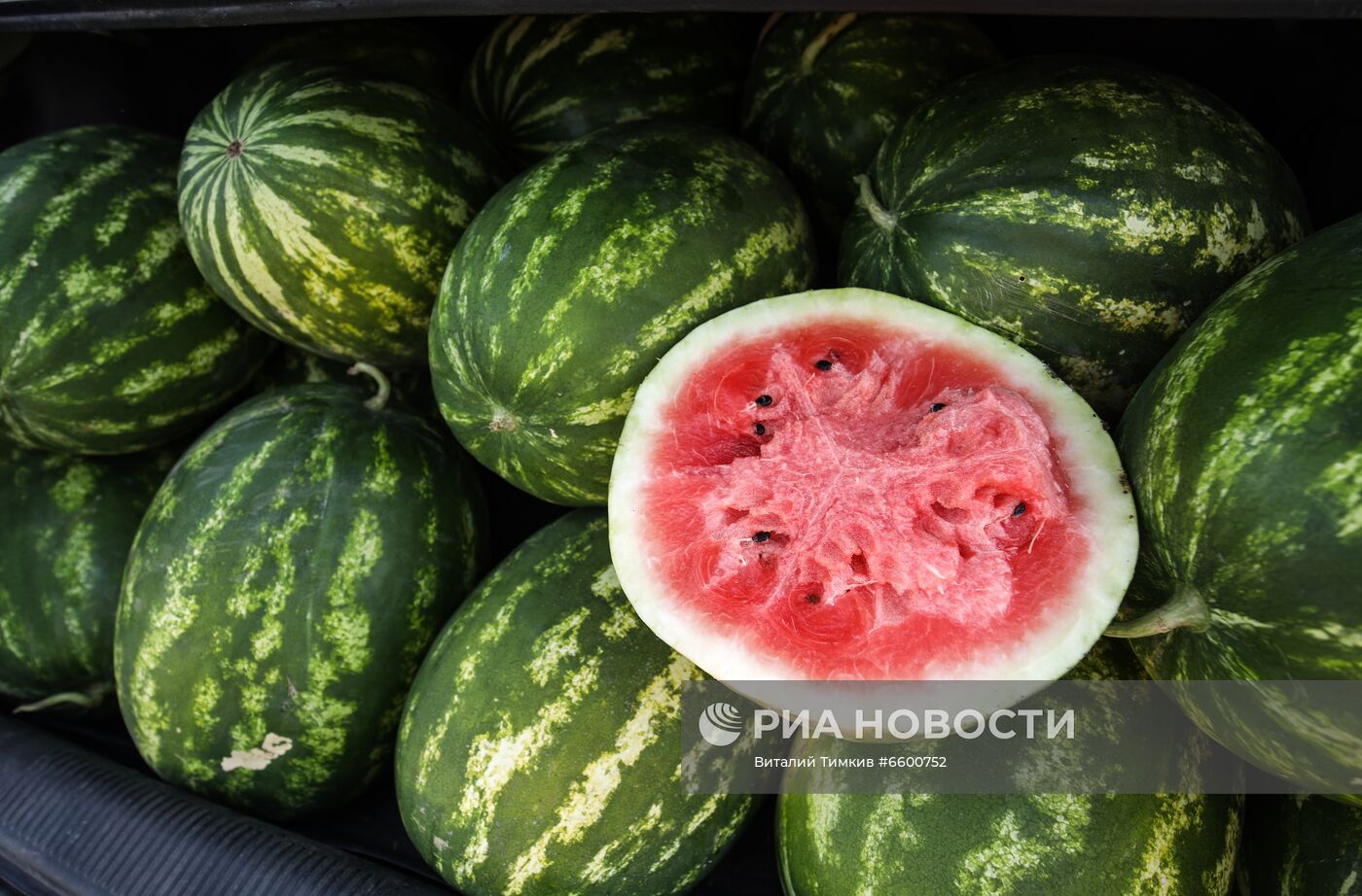 Сбор урожая арбузов