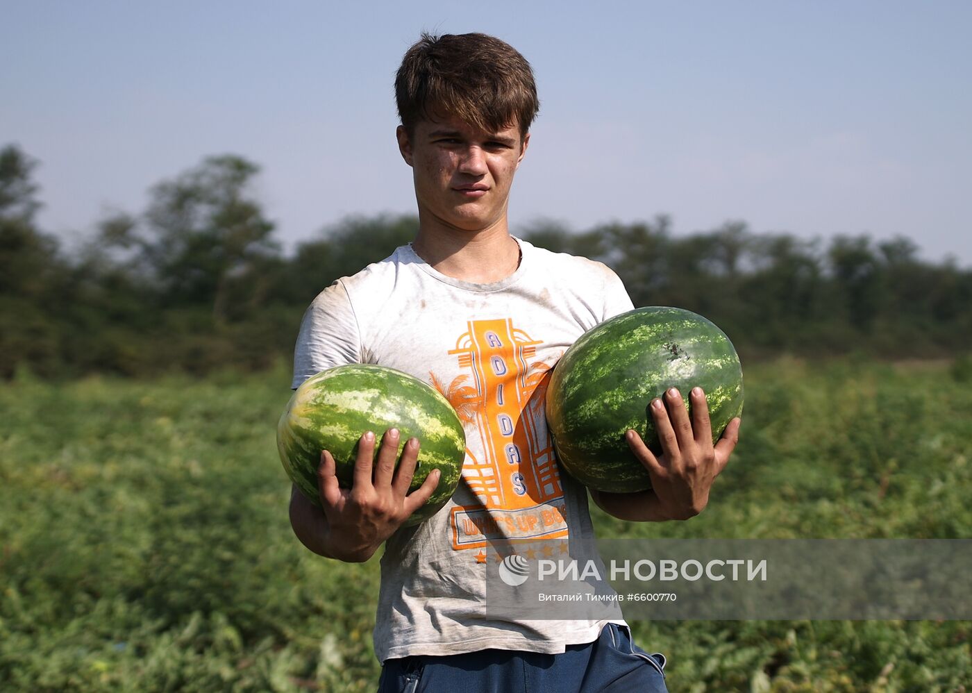 Сбор урожая арбузов