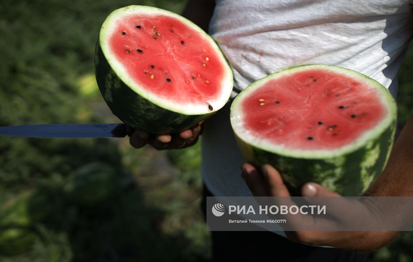 Сбор урожая арбузов