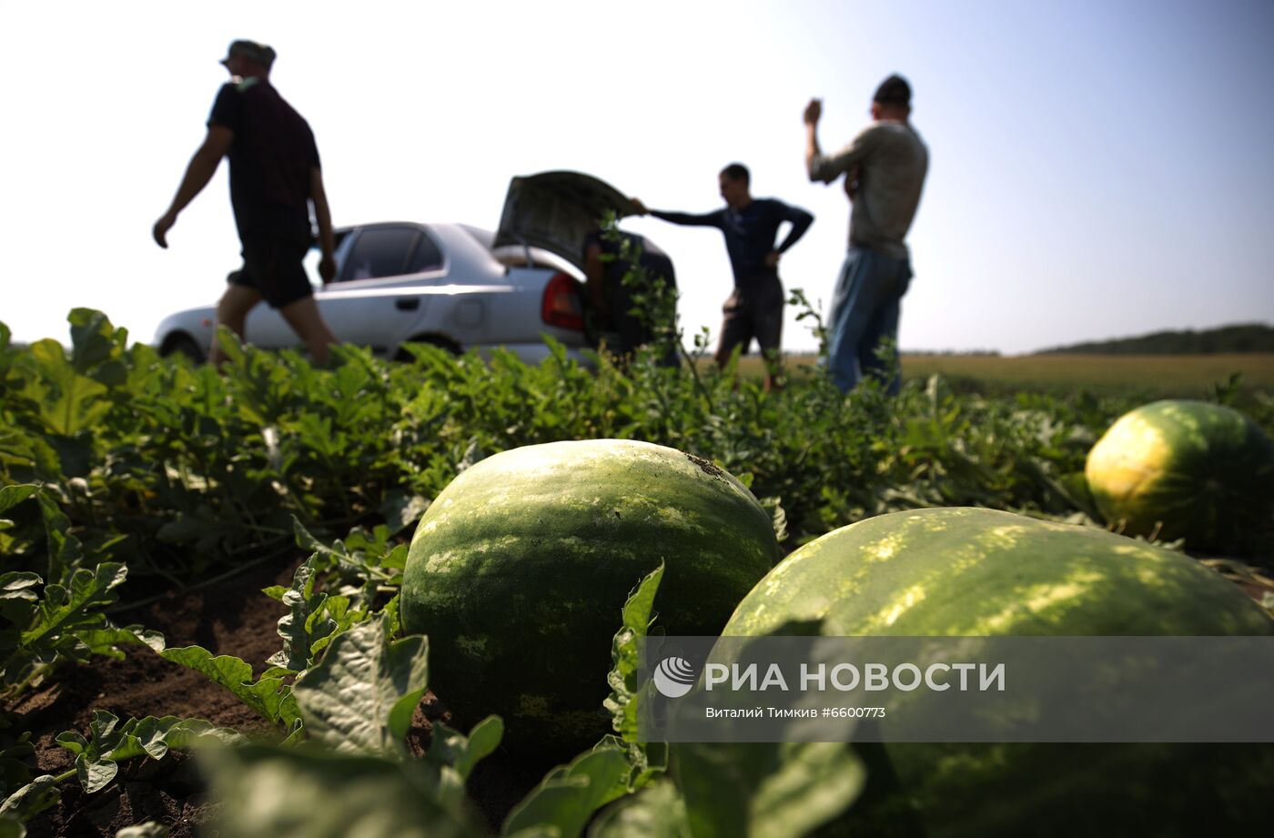 Сбор урожая арбузов