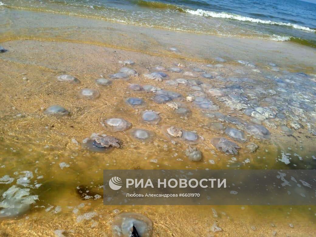 Нашествие гигантских медуз на пляжах Азовского моря