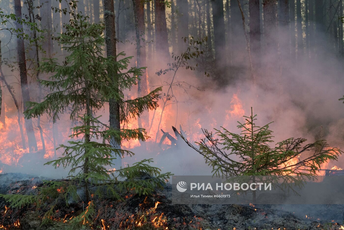 Природные пожары в Карелии