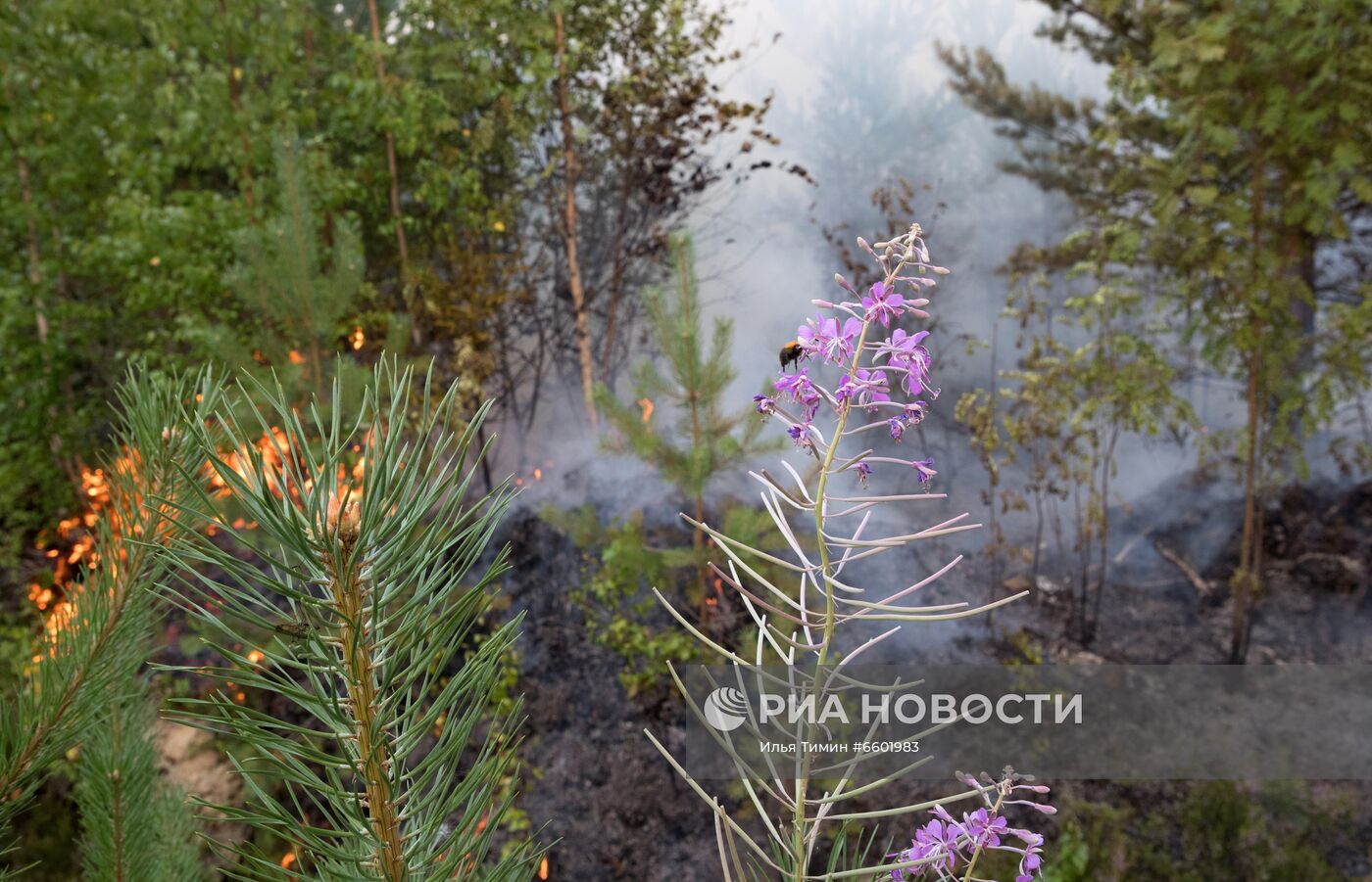 Природные пожары в Карелии