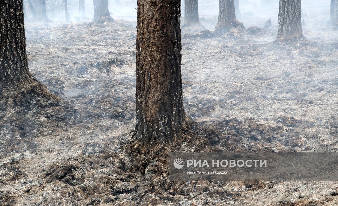 Природные пожары в Карелии