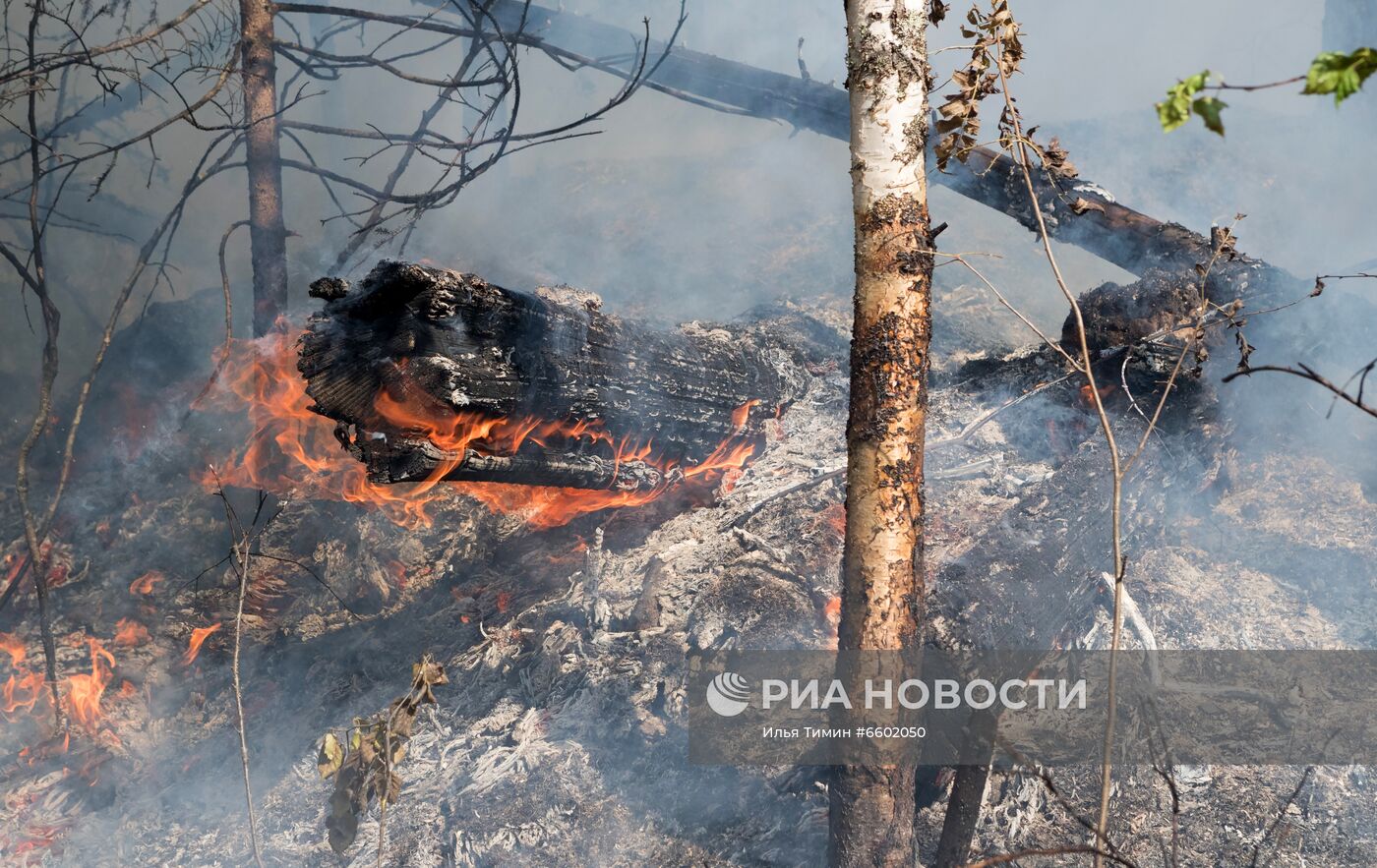 Природные пожары в Карелии