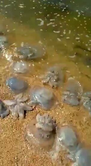 Нашествие гигантских медуз на пляжах Азовского моря