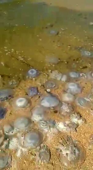 Нашествие гигантских медуз на пляжах Азовского моря