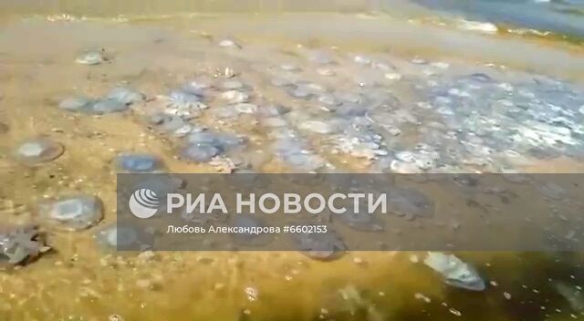 Нашествие гигантских медуз на пляжах Азовского моря