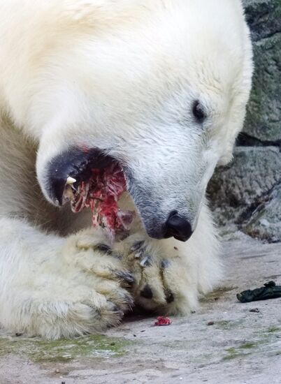 Спасенная белая медведица из Якутии в Московском зоопарке