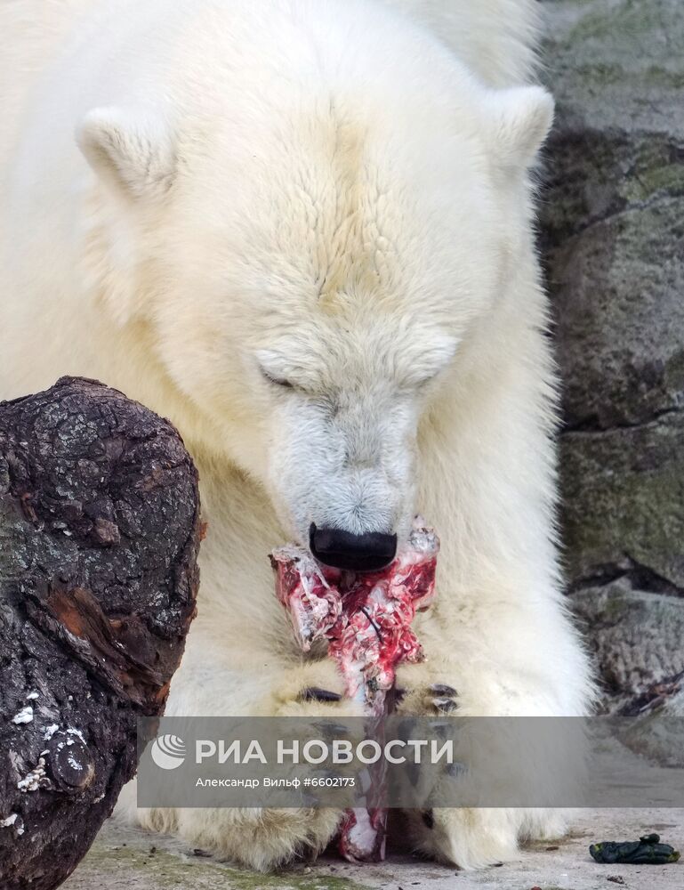 Спасенная белая медведица из Якутии в Московском зоопарке