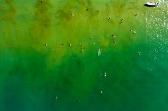 Цветение зеленых водорослей в море у берегов Анапы