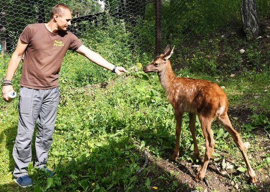 Детеныши зверей в красноярском зоопарке