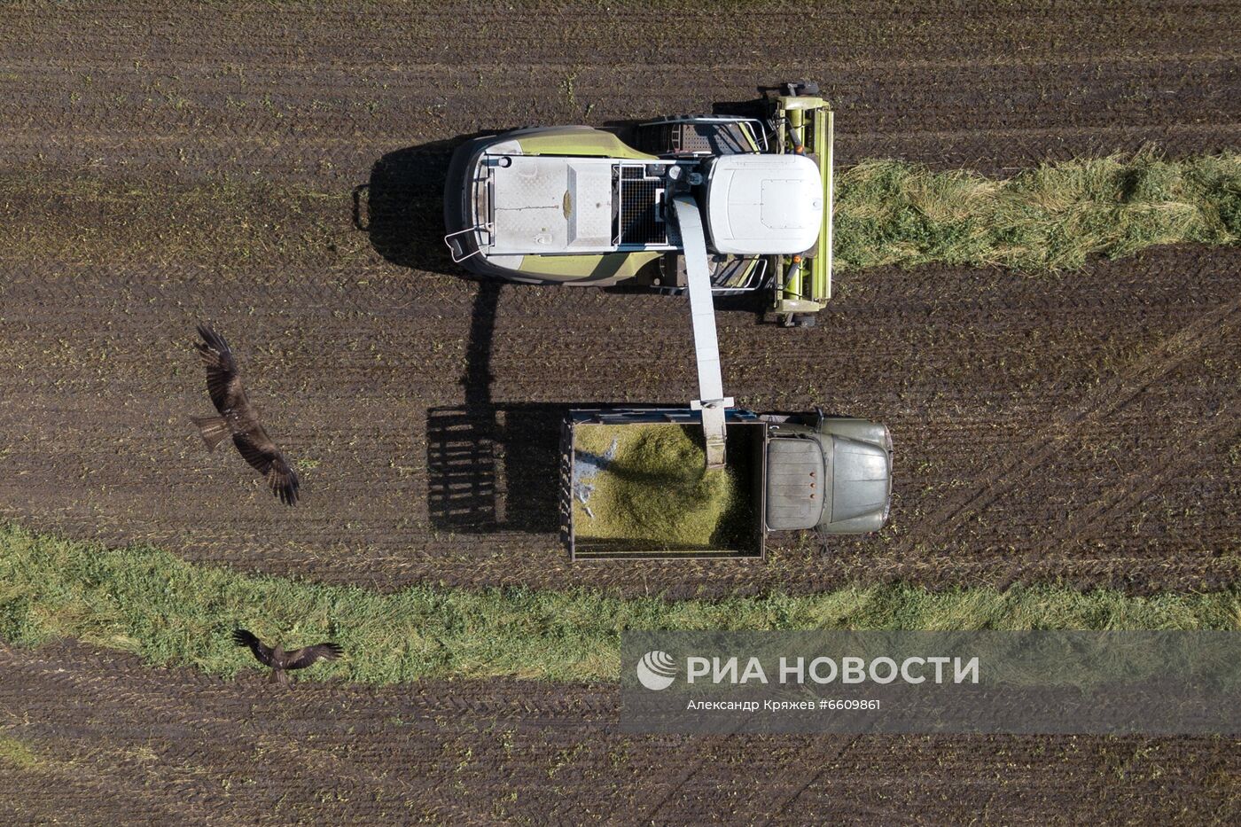 Заготовка сельхозкормов в Новосибирской области | РИА Новости Медиабанк