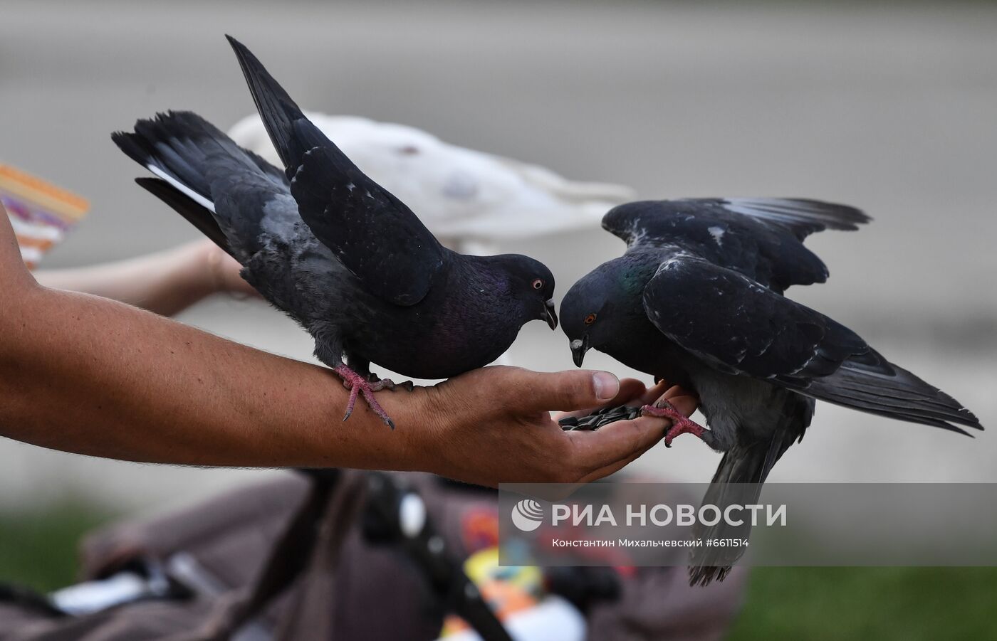 Отдых горожан в парке им. Гагарина в Симферополе