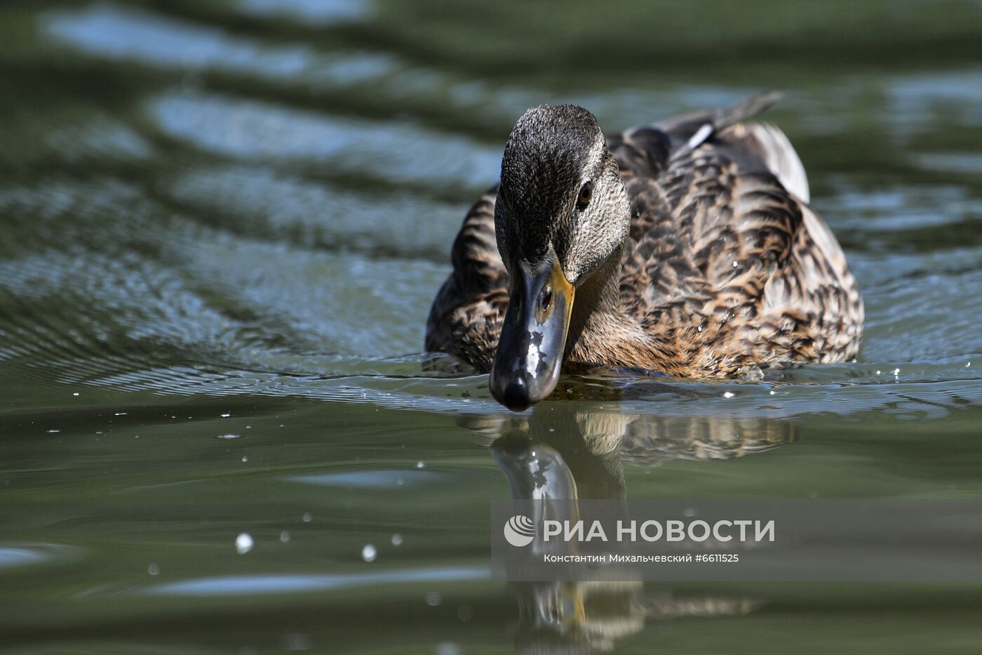 Отдых горожан в парке им. Гагарина в Симферополе