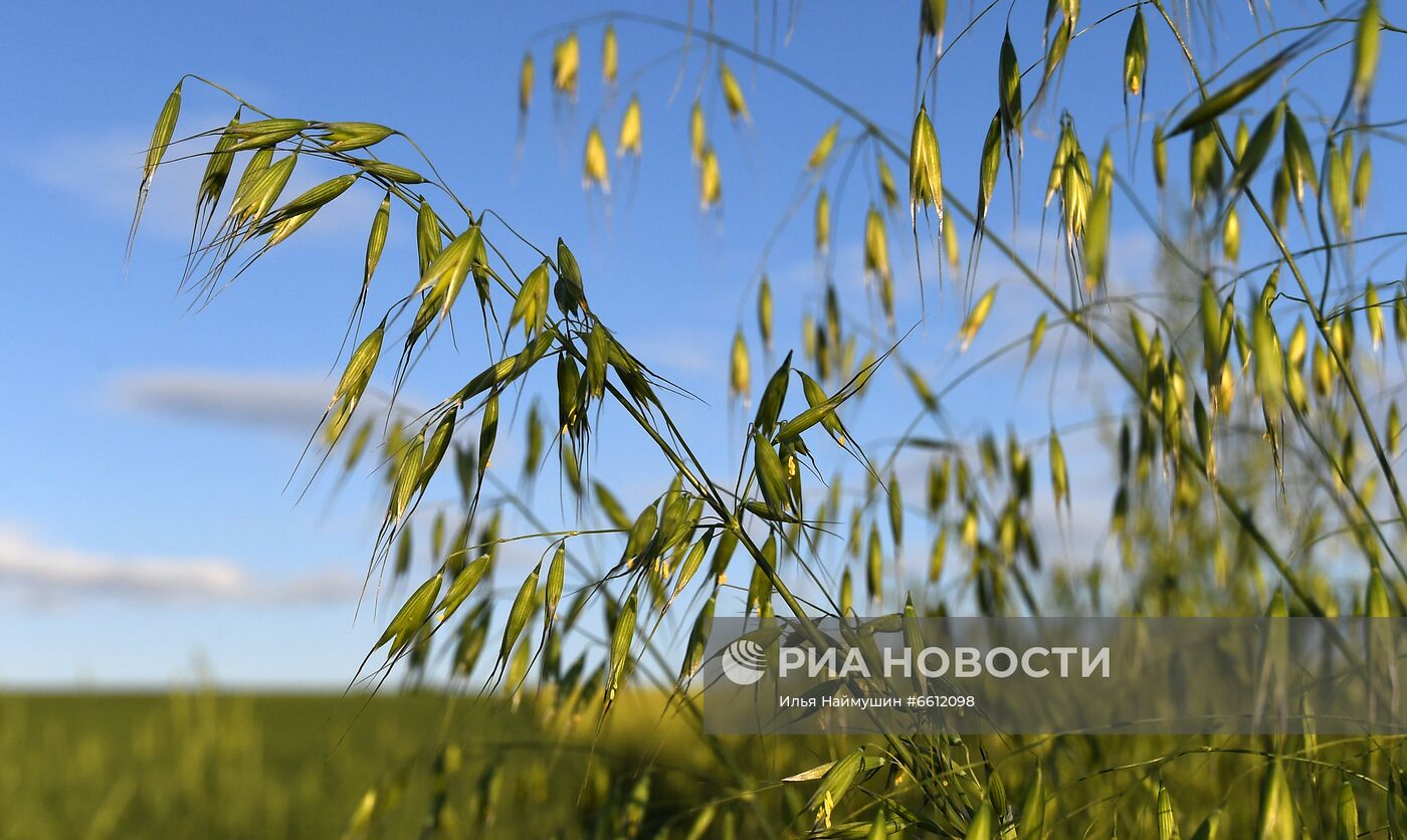 Выращивание злаковых культур в Красноярском крае