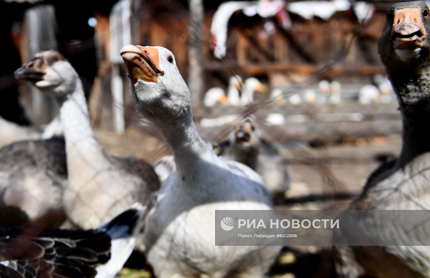 Частное животноводческое хозяйство в Челябинской области