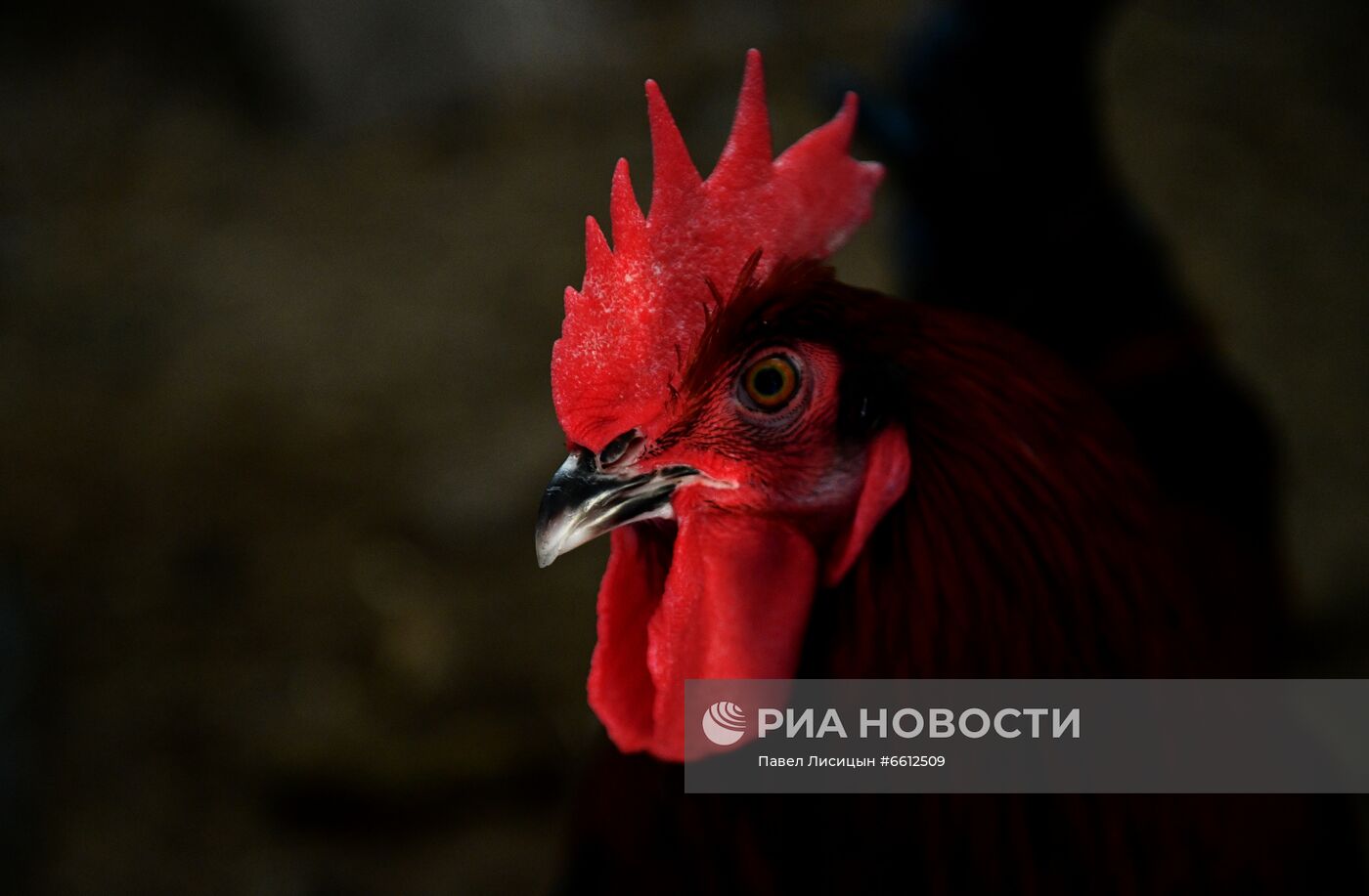 Частное животноводческое хозяйство в Челябинской области