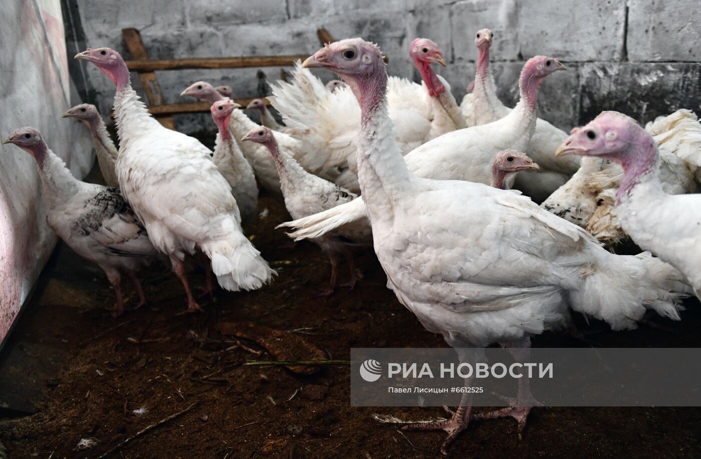 Частное животноводческое хозяйство в Челябинской области