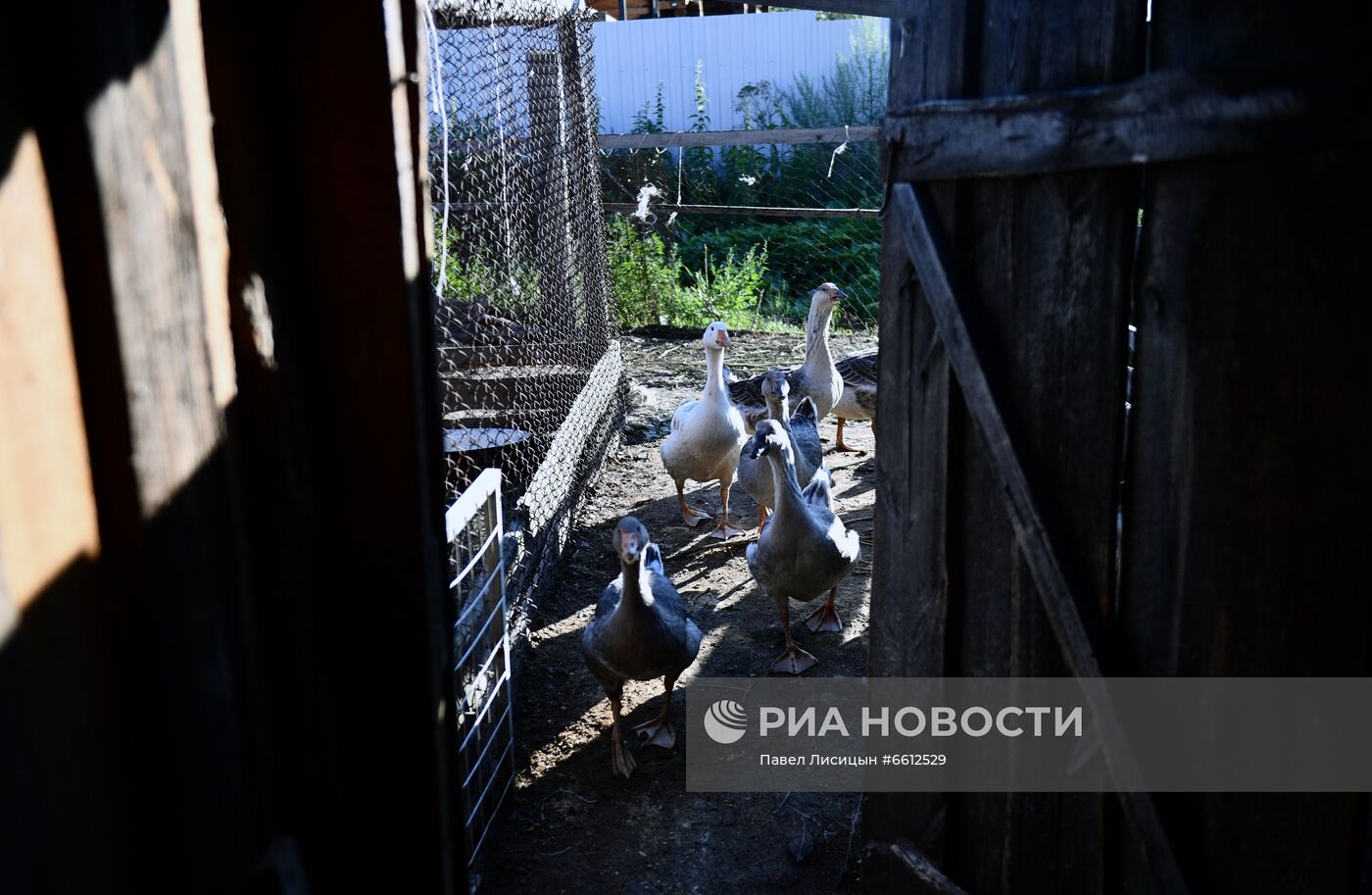 Частное животноводческое хозяйство в Челябинской области