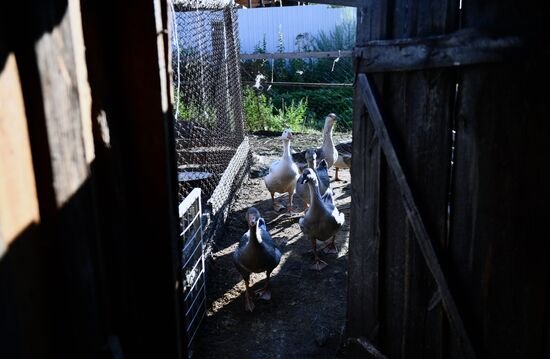 Частное животноводческое хозяйство в Челябинской области