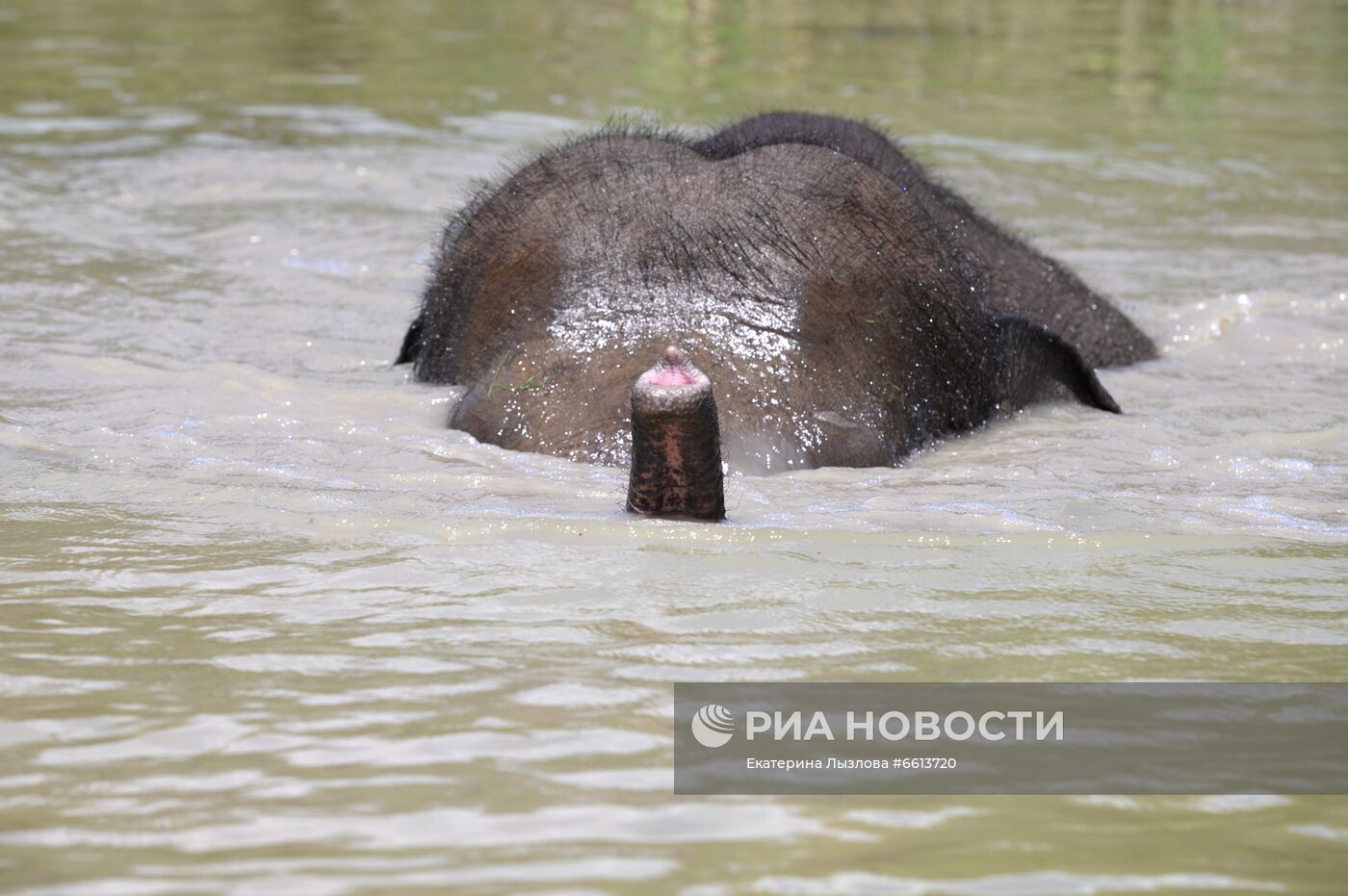 Парк-санаторий для отдыха цирковых слонов открылся в Сочи