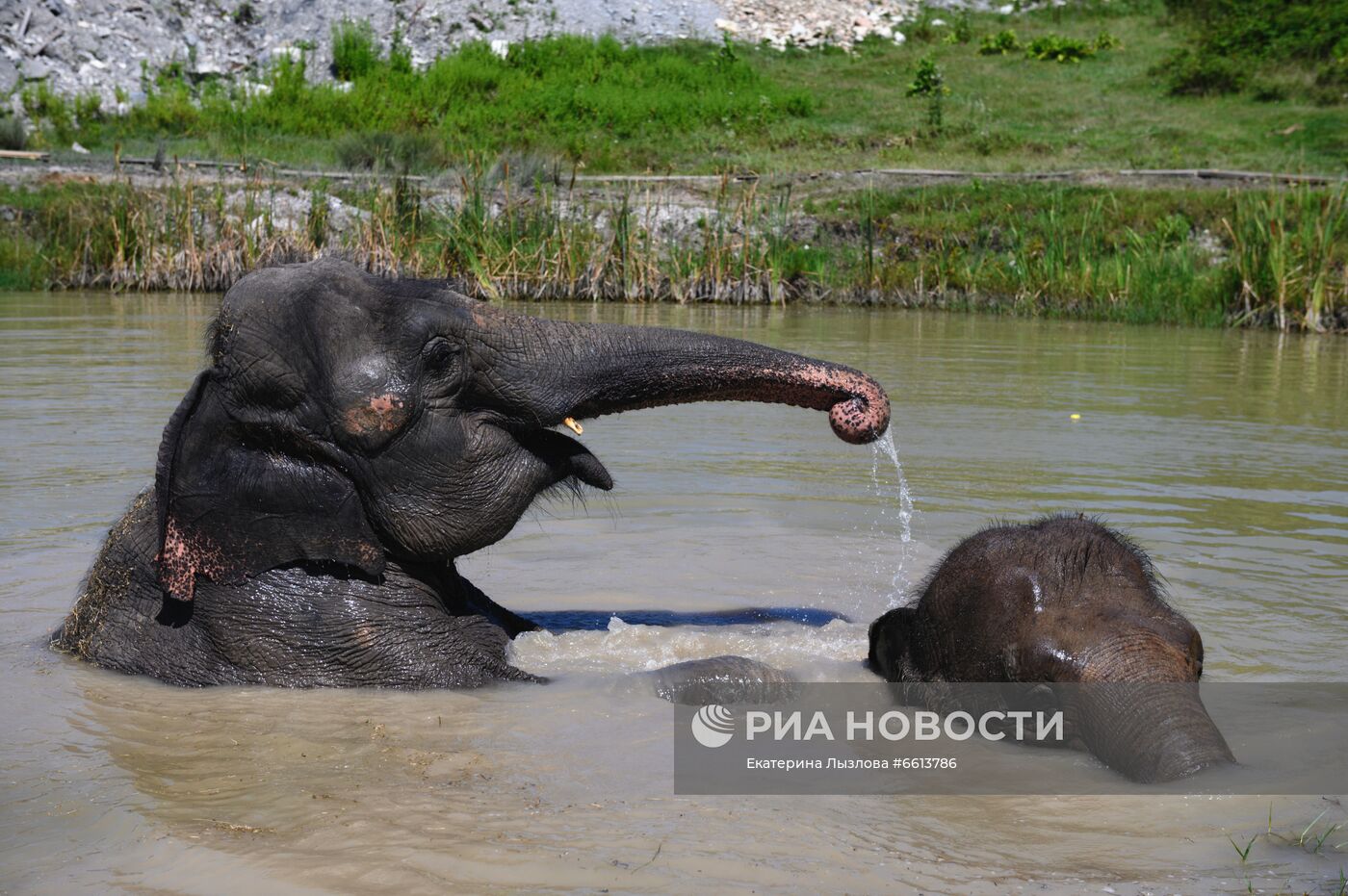 Парк-санаторий для отдыха цирковых слонов открылся в Сочи