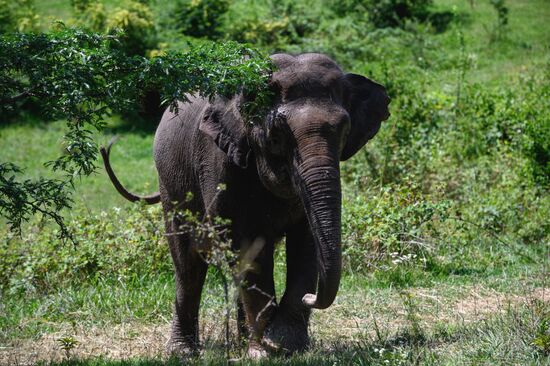 Парк-санаторий для отдыха цирковых слонов открылся в Сочи
