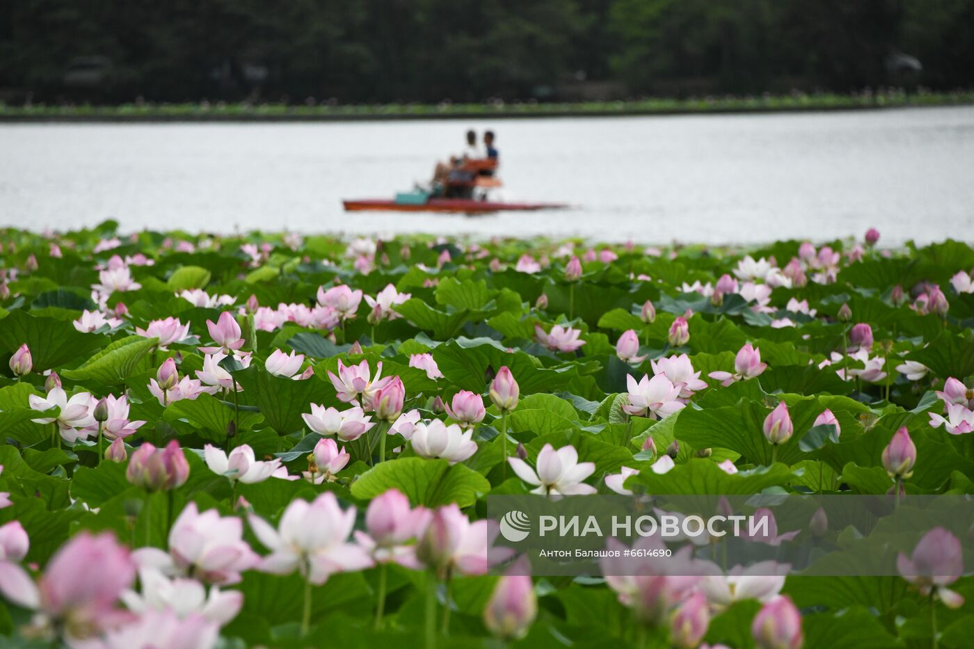 Цветение лотосов в Приморском крае